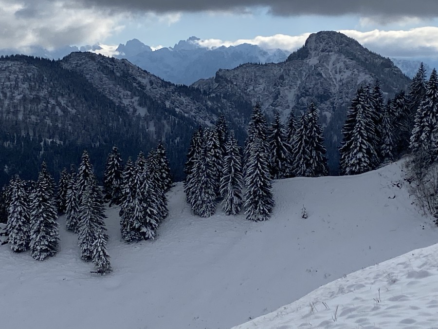 Winterbäume